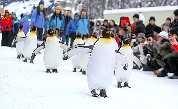 Asahiyama Zoo