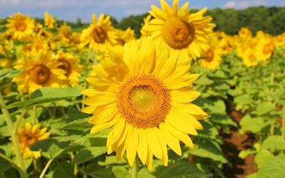 名寄ひまわり
